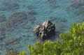 mare